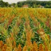 Plantação de Sorgo para fazer farinha de sorgo