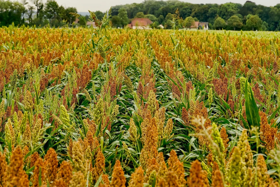 Plantação de Sorgo para fazer farinha de sorgo
